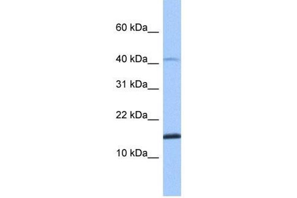 SPAG11B Antikörper  (N-Term)