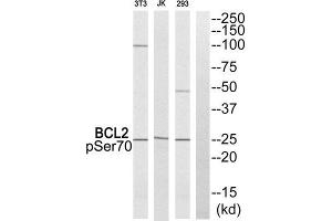 Western Blotting (WB) image for anti-B-Cell CLL/lymphoma 2 (BCL2) (pSer70) antibody (ABIN1847834) (Bcl-2 antibody  (pSer70))