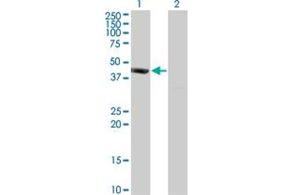 PSMD6 antibody  (AA 292-389)