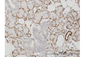 Immunoperoxidase of monoclonal antibody to ACTA2 on formalin-fixed paraffin-embedded human salivary gland. (Smooth Muscle Actin antibody  (AA 1-377))