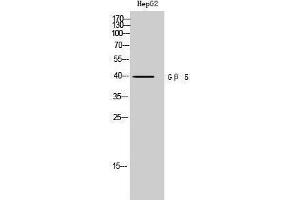 Western Blotting (WB) image for anti-Guanine Nucleotide Binding Protein (G Protein), beta 5 (GNB5) (Internal Region) antibody (ABIN3184970) (GNB5 antibody  (Internal Region))
