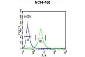 Flow Cytometry (FACS) image for anti-Ribosomal Protein S13 (RPS13) antibody (ABIN3002137) (RPS13 antibody)