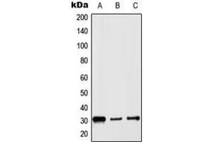 Western blot analysis of Histone H1 expression in HepG2 (A), Raw264. (Histone H1 antibody  (N-Term))