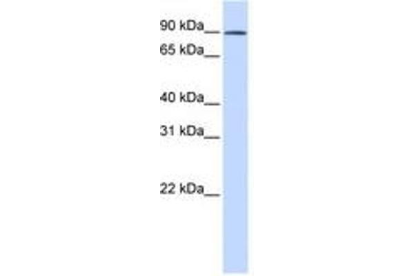 GCFC2 antibody  (AA 180-229)