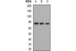 Western blot analysis of ZBTB48 expression in HEK293T (A), mouse liver (B), mouse testis (C) whole cell lysates. (ZBTB48 antibody)