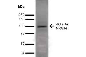 Western Blot analysis of Rat Brain showing detection of ~90 kDa NPAS4 protein using Mouse Anti-NPAS4 Monoclonal Antibody, Clone S408-79 . (NPAS4 antibody  (AA 597-802) (Atto 390))