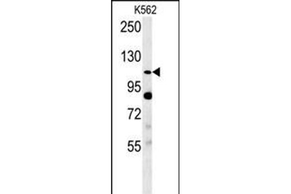 SEMA5A antibody  (AA 90-113)