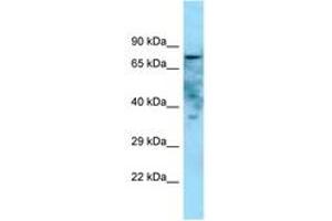 Image no. 1 for anti-Golgi Integral Membrane Protein 4 (GOLIM4) (AA 514-563) antibody (ABIN6748338) (Golgi Integral Membrane Protein 4 (GOLIM4) (AA 514-563) antibody)
