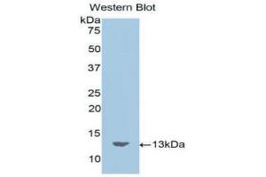 Western blot analysis of the recombinant protein. (Motilin antibody  (AA 26-115))