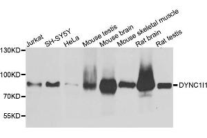 Western blot analysis of extracts of various cell lines, using DYNC1I1 antibody (ABIN5972023) at 1/1000 dilution. (DYNC1I1 antibody)