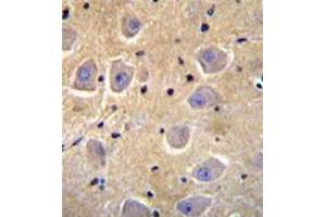 Formalin fixed, paraffin embedded human brain tissue stained with SHISA6 Antibody (N-term) followed by peroxidase conjugation of the secondary antibody and DAB staining. (SHISA6 antibody  (N-Term))