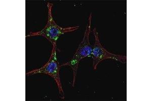 Fluorescent confocal image of HeLa cells stained with SYVN1 antibody. (SYVN1 antibody  (AA 586-617))