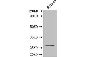 Western Blot Positive WB detected in: Mouse spleen tissue All lanes: BDNF antibody at 4 μg/mL Secondary Goat polyclonal to rabbit IgG at 1/50000 dilution Predicted band size: 28, 29, 30, 38, 32 kDa Observed band size: 28 kDa (BDNF antibody  (AA 137-237))