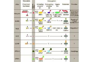 Conjugation pathways for ubiquitin and ubiquitin-like modifiers (UBLs). (Urm1 antibody)