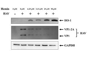 Changes in HO-1 and HAV proteins according to hemin concentration. (HAV VP1 antibody)