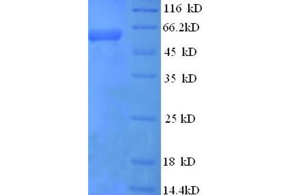 EIF4G1 Protein (AA 1250-1599, partial) (GST tag)