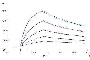 Surface Plasmon Resonance (SPR) image for Colony Stimulating Factor 1 (Macrophage) (CSF1) (AA 33-190) protein (ABIN7274423)