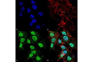 Immunocytochemistry/Immunofluorescence analysis using Mouse Anti-Cav1. (CACNA1C antibody  (AA 1507-1733) (FITC))