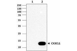 Western Blotting (WB) image for anti-Chemokine (C-X3-C Motif) Ligand 1 (CX3CL1) antibody (ABIN2664893) (CX3CL1 antibody)