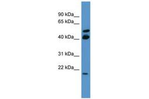 RERG antibody  (C-Term)