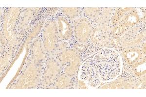 Detection of ANXA2 in Human Kidney Tissue using Monoclonal Antibody to Annexin A2 (ANXA2) (Annexin A2 antibody  (AA 1-339))