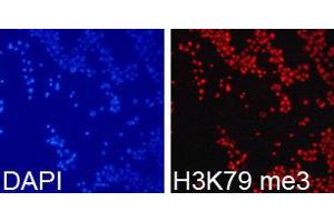 Immunofluorescence (IF) image for anti-Histone 3 (H3) (H3K79me3) antibody (ABIN1873008) (Histone 3 antibody  (H3K79me3))