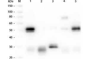 Western Blot of Anti-Rabbit IgG (H&L) (GOAT) Antibody (Min X Bv, Ch, Gt, GP, Ham, Hs, Hu, Ms, Rt & Sh Serum Proteins) . (Goat anti-Rabbit IgG (Heavy & Light Chain) Antibody (Atto 425) - Preadsorbed)