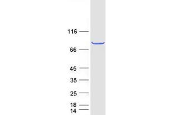 PRCC Protein (Transcript Variant 1) (Myc-DYKDDDDK Tag)