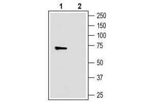 Western blot analysis of human SH-SY5Y neuroblastoma cell line lysate: - 1. (GPR52 antibody  (3rd Intracellular Loop))