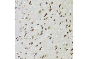 Immunohistochemistry of paraffin-embedded rat brain using EDF1 antibody. (EDF1 antibody)