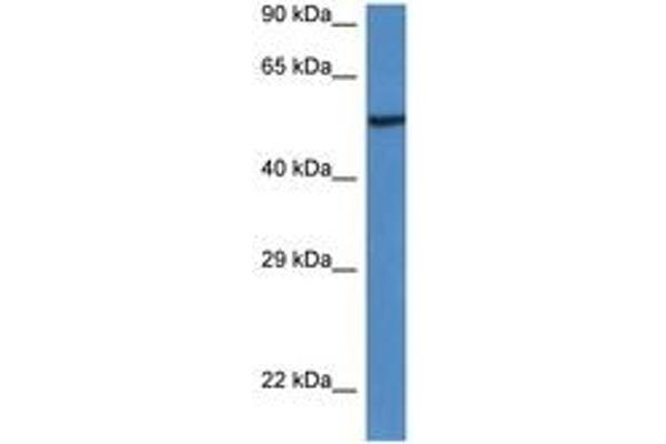 LACC1 antibody  (C-Term)