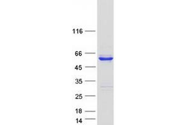 C17orf75 Protein (Myc-DYKDDDDK Tag)