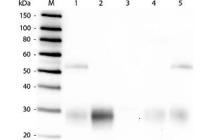 Western Blot of Anti-Rabbit IgG F(ab')2 (GOAT) Antibody . (Goat anti-Rabbit IgG (F(ab')2 Region) Antibody - Preadsorbed)