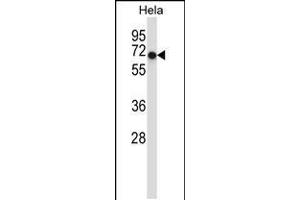 Western blot analysis in Hela cell line lysates (35ug/lane). (ACVR1 antibody  (AA 137-166))