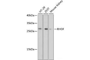 Western blot analysis of extracts of various cell lines using RHOF Polyclonal Antibody at dilution of 1:3000. (RhoF antibody)