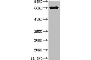 Western blot analysis of Bovine Serum Albumin using Bovine Serum Albumin Monoclonal Antibody. (BSA antibody)