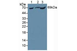 Figure. (PCK1 antibody  (AA 312-563))