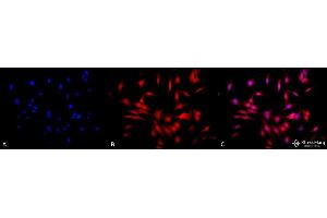 Immunocytochemistry/Immunofluorescence analysis using Rat Anti-HSF1 Monoclonal Antibody, Clone 4B4 . (HSF1 antibody  (AA 425-439) (PE))