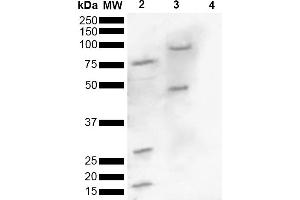 Western blot analysis of Human, Mouse brain lysate showing detection of ~16 kDa Alpha Synuclein pSer129 protein using Rabbit Anti-Alpha Synuclein pSer129 Polyclonal Antibody (ABIN5650939). (SNCA antibody  (pSer129) (Atto 488))