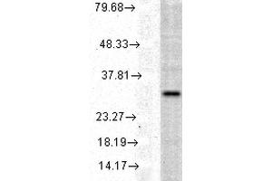 Western blot analysis of Human Cell line lysates showing detection of HO-1 protein using Rabbit Anti-HO-1 Polyclonal Antibody . (HMOX1 antibody  (Atto 390))
