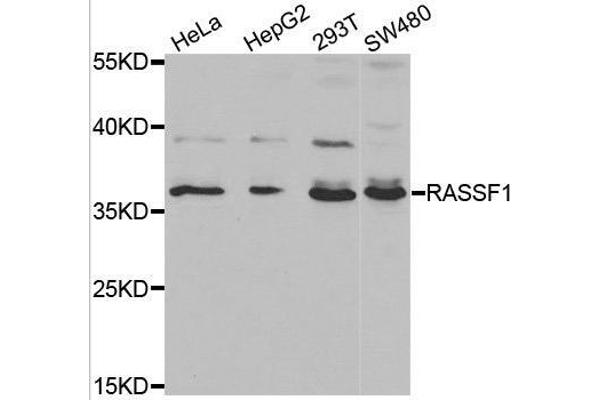 RASSF1 antibody  (AA 101-340)