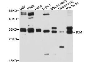 Western blot analysis of extracts of various cell lines, using ICMT antibody. (ICMT antibody)