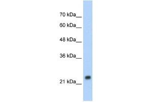 HSPB1 antibody (20R-1061) used at 0. (HSP27 antibody  (C-Term))