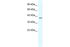 Western Blotting (WB) image for anti-Gastrulation Brain Homeo Box 2 (GBX2) antibody (ABIN2460301) (GBX2 antibody)