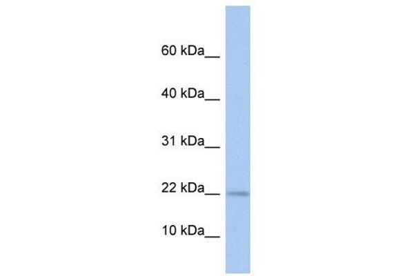 MPV17L antibody  (N-Term)