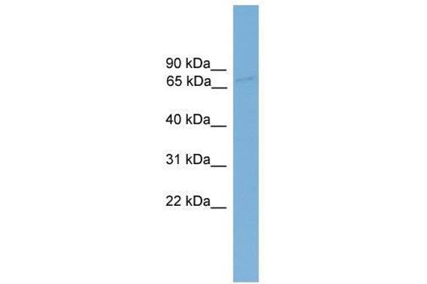 SDK1 Antikörper  (Middle Region)