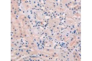 IHC-P analysis of Mouse Tissue, with DAB staining. (ESM1 antibody  (AA 22-184))