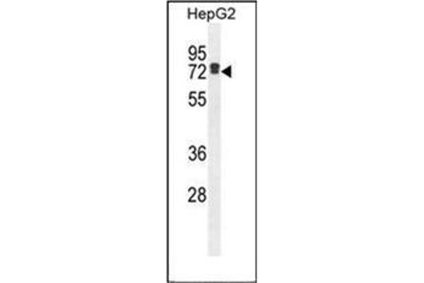 LRRC40 antibody  (C-Term)