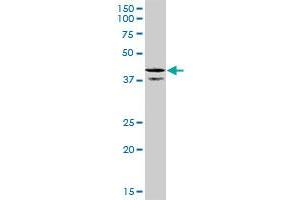 CDC37L1 antibody  (AA 1-337)