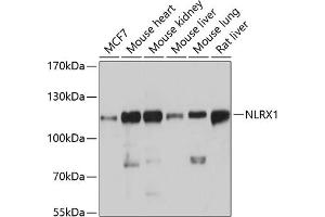 Western blot analysis of extracts of various cell lines, using NLRX1 antibody  at 1:3000 dilution. (NLRX1 antibody  (AA 87-360))